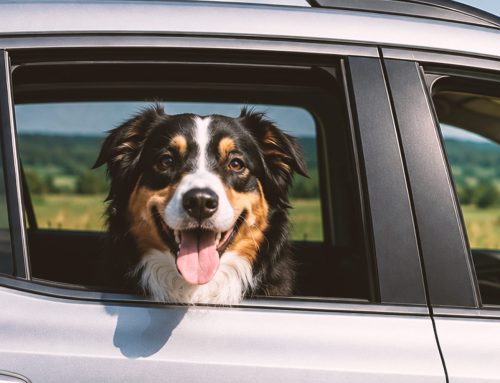 Wir haben einen Hund
